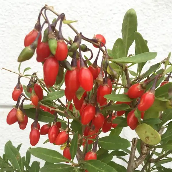 Little goji